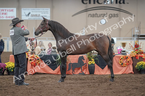 2019 Morgan Horse Show - Aug 31, 2019 - 02888