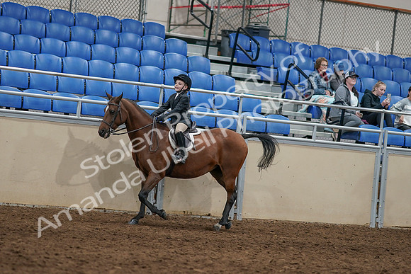 2020 - AB Morgan Horse - Sun, Sept 06 - 07938