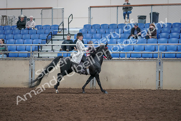 2019 Morgan Horse Show - Aug 31, 2019 - 09674