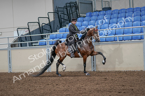 2020 - AB Morgan Horse - Fri, Sept 04 - 09795
