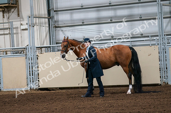 2020 - AB Morgan Horse - Fri, Sept 04 - 00971