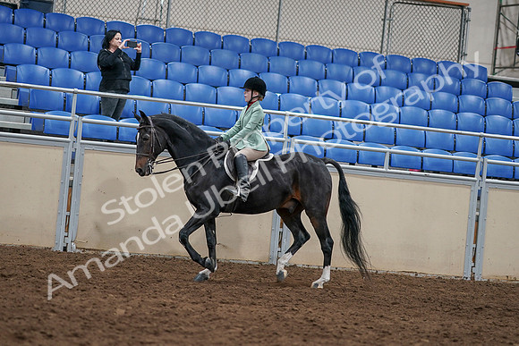 2020 - AB Morgan Horse - Sun, Sept 06 - 07802