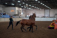 2019 Morgan Horse Show - Aug 31, 2019 - 00997