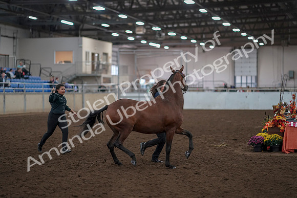 2019 Morgan Horse Show - Aug 31, 2019 - 00997