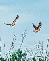 Birds - 013