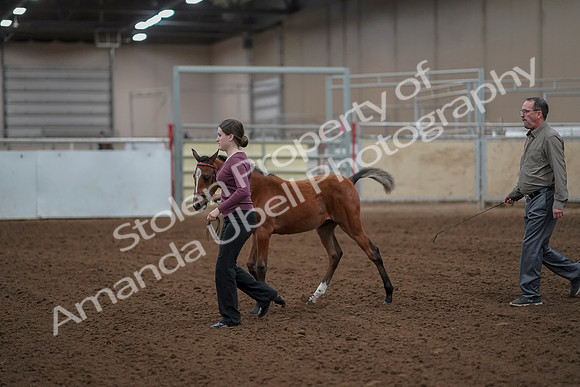 2019 Morgan Horse Show - Aug 30, 2019 - 24781